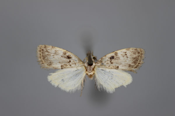 /filer/webapps/moths/media/images/P/phaeocraspis_Nola_A_BMNH.jpg