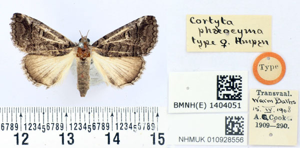 /filer/webapps/moths/media/images/P/phaeocyma_Cortyta_HT_BMNH.jpg