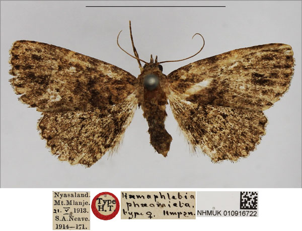 /filer/webapps/moths/media/images/P/phaeomicta_Haemaphlebia_HT_NHMUK.jpg