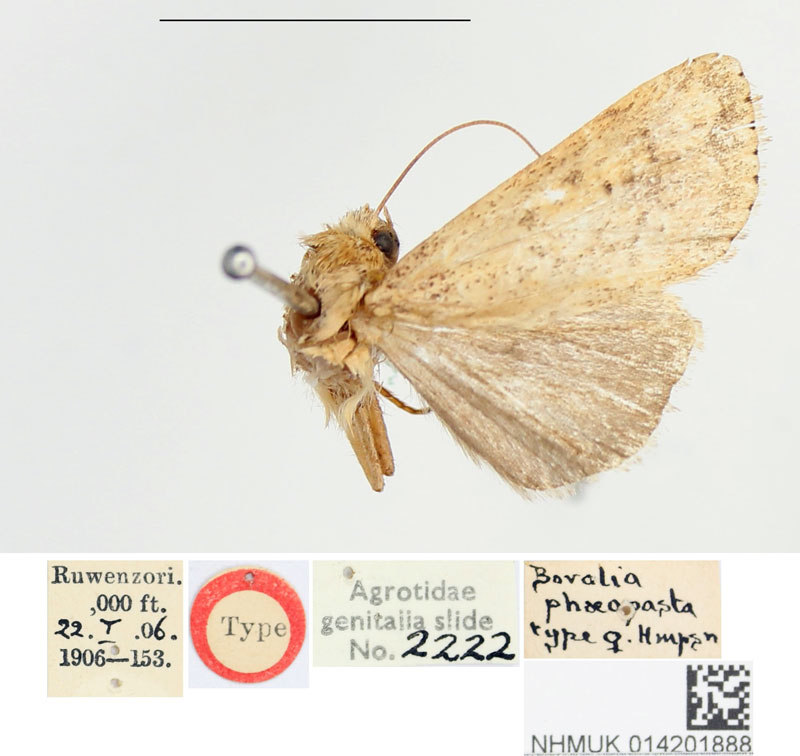 /filer/webapps/moths/media/images/P/phaeopasta_Borolia_HT_BMNH.jpg