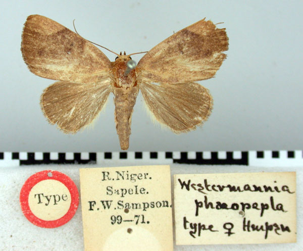 /filer/webapps/moths/media/images/P/phaeopepla_Westermannia_HT_BMNH.jpg