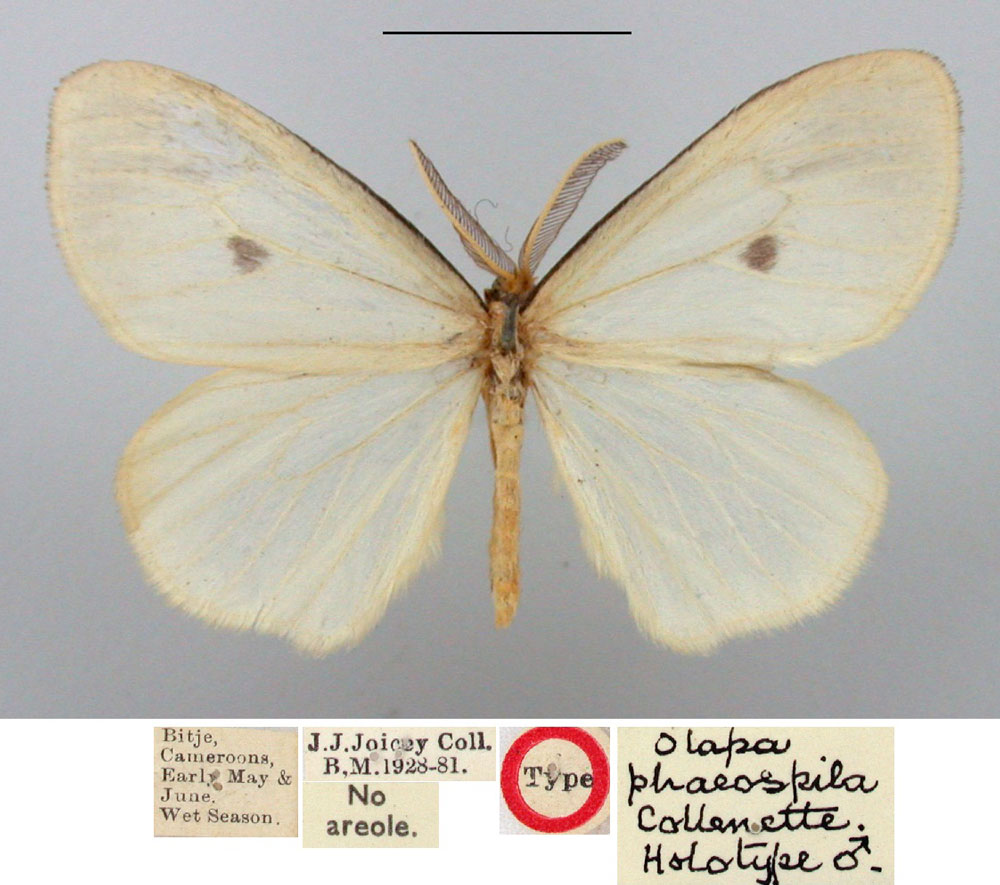 /filer/webapps/moths/media/images/P/phaeospila_Olapa_HT_BMNH.jpg