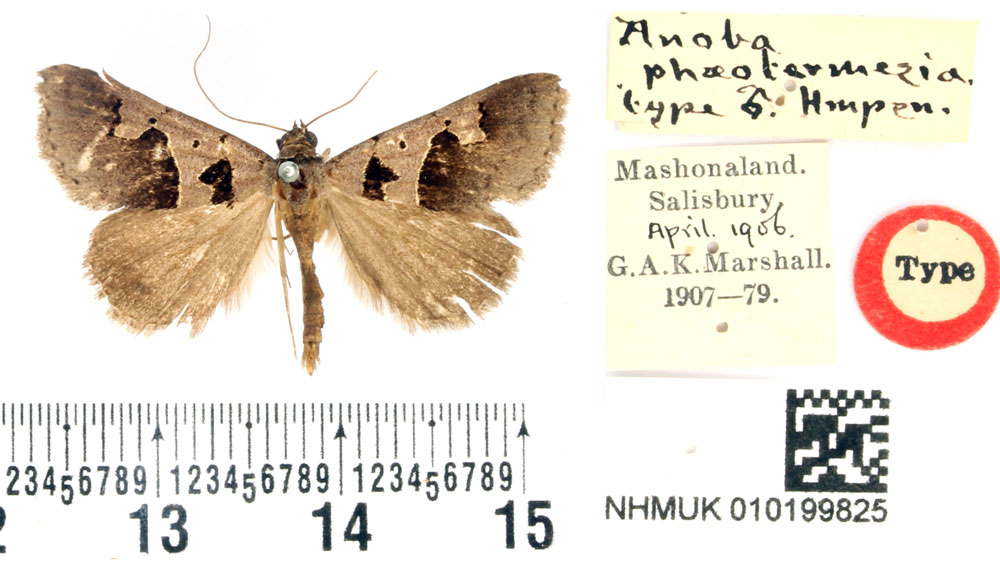 /filer/webapps/moths/media/images/P/phaeotermesia_Anoba_HT_BMNH.jpg