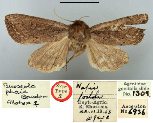 /filer/webapps/moths/media/images/P/phaia_Busseola_AT_BMNH.jpg