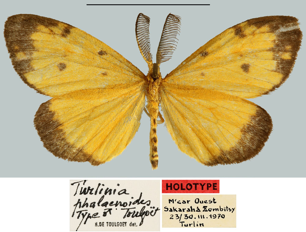 /filer/webapps/moths/media/images/P/phalaenoides_Turlinia_HT_MNHN.jpg