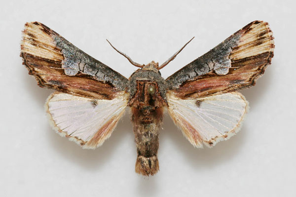 /filer/webapps/moths/media/images/P/phaleroides_Cetola_AM_Legrain.jpg