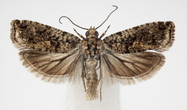 /filer/webapps/moths/media/images/P/pharangodes_Eucosmocydia_AM_BMNH.jpg