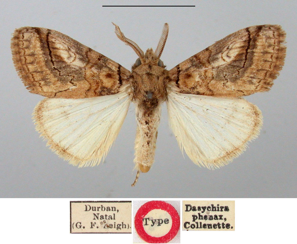 /filer/webapps/moths/media/images/P/phenax_Dasychira_HT_BMNH.jpg
