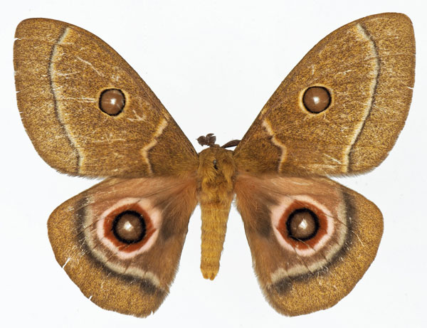 /filer/webapps/moths/media/images/P/phidias_Bunaeopsis_AM_Basquina.jpg