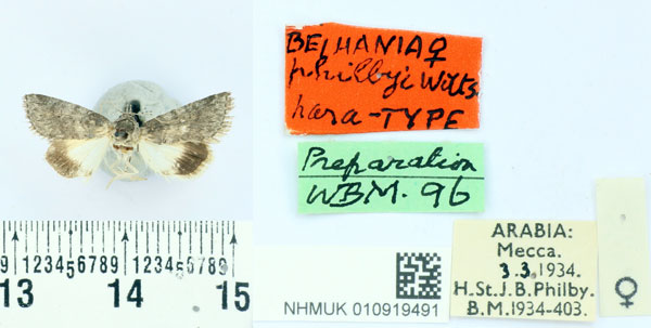 /filer/webapps/moths/media/images/P/philbyi_Beihania_PT_BMNH.jpg