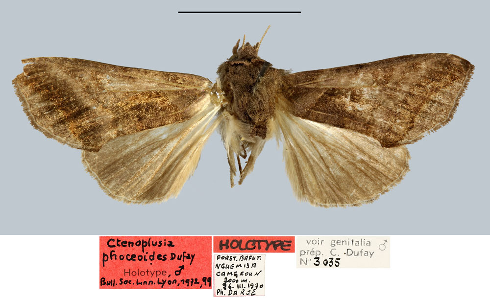 /filer/webapps/moths/media/images/P/phoceoides_Ctenoplusia_HT_MNHN.jpg