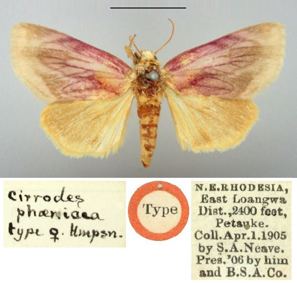 /filer/webapps/moths/media/images/P/phoenicea_Cirrodes_HT_BMNH.jpg