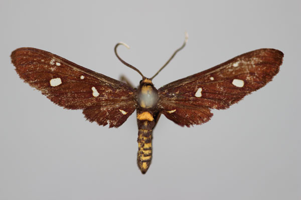 /filer/webapps/moths/media/images/P/phoenicia_Amata_HT_BMNH.jpg
