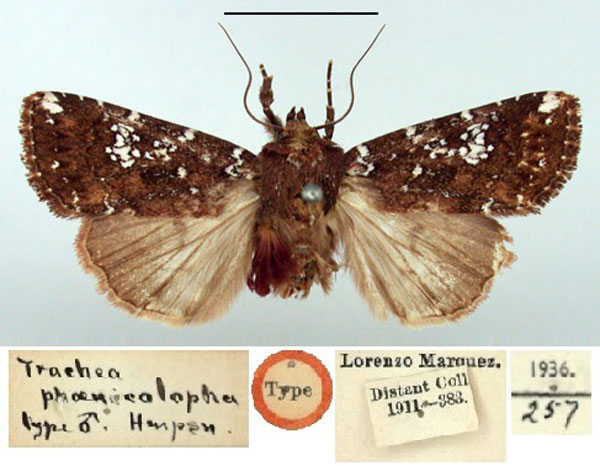 /filer/webapps/moths/media/images/P/phoenicolopha_Trachea_HT_BMNH.jpg
