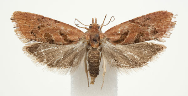 /filer/webapps/moths/media/images/P/phoeniodes_Paraeccopsis_A_BMNH.jpg