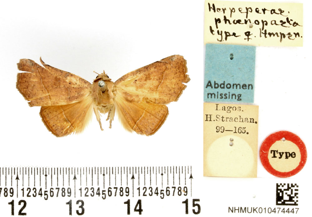 /filer/webapps/moths/media/images/P/phoenopasta_Herpeperas_HT_BMNH.jpg