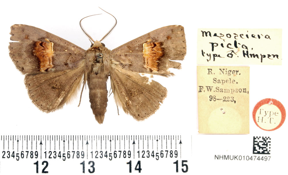 /filer/webapps/moths/media/images/P/picta_Mesosciera_HT_BMNH.jpg