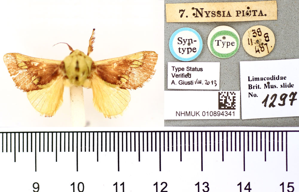 /filer/webapps/moths/media/images/P/picta_Nyssia_ST_BMNH.jpg