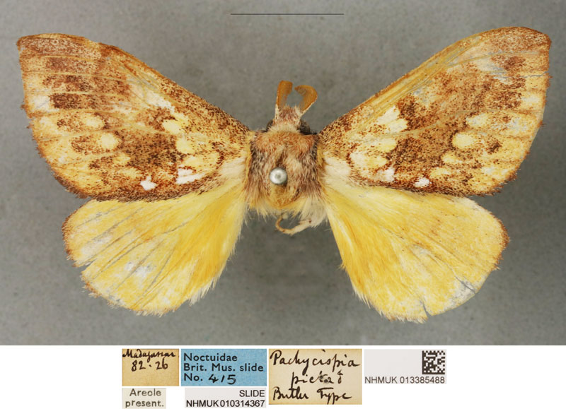 /filer/webapps/moths/media/images/P/picta_Pachycispia_LT_BMNH.jpg