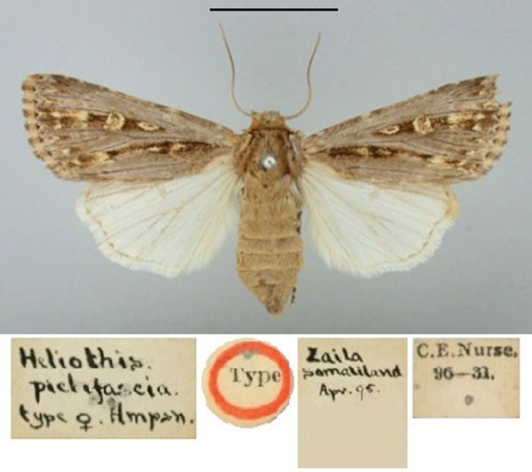 /filer/webapps/moths/media/images/P/pictifascia_Heliothis_HT_BMNH.jpg