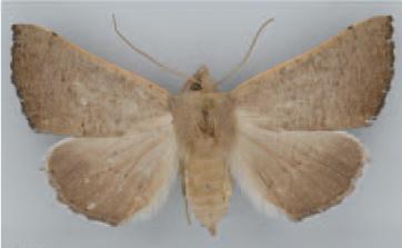/filer/webapps/moths/media/images/P/pictifimbria_Eutelostolmus_HT_BMNH.jpg