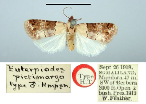 /filer/webapps/moths/media/images/P/pictimargo_Euterpiodes_HT_BMNH.jpg