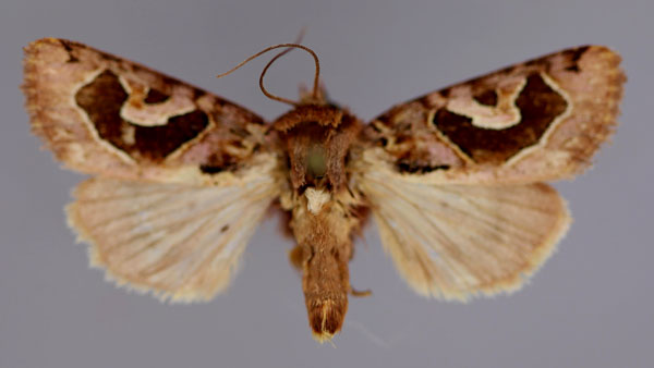 /filer/webapps/moths/media/images/P/pictura_Syrrusis_A_RMCA_01.jpg