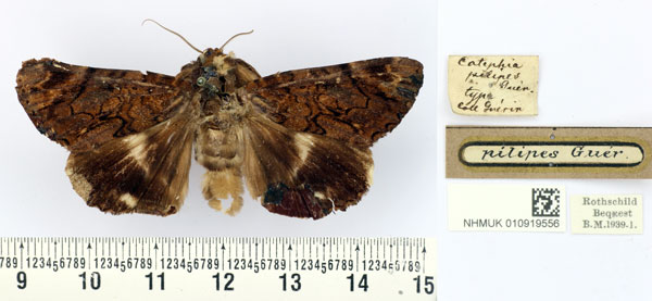/filer/webapps/moths/media/images/P/pilipes_Catephia_HT_BMNH.jpg
