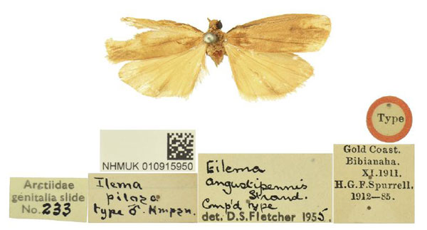 /filer/webapps/moths/media/images/P/pilosa_Ilema_HT_BMNH.jpg