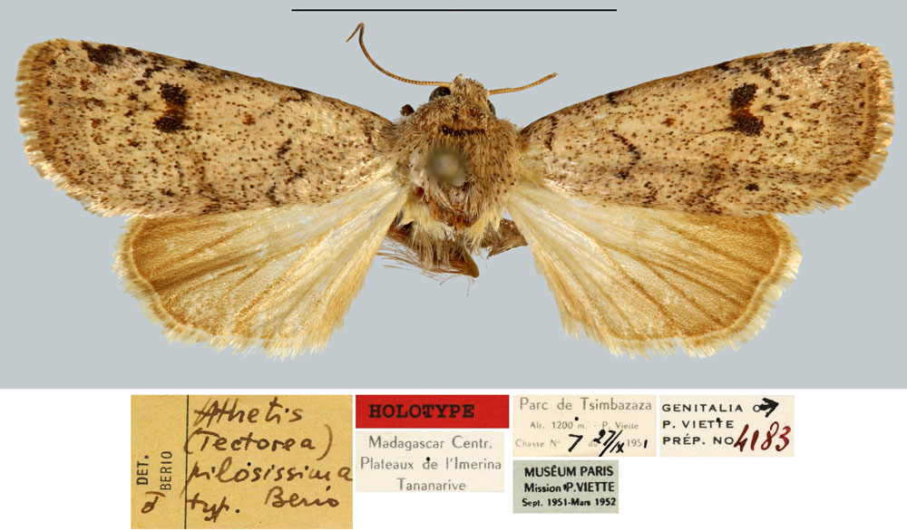/filer/webapps/moths/media/images/P/pilosissima_Athetis_HT_MNHN.jpg