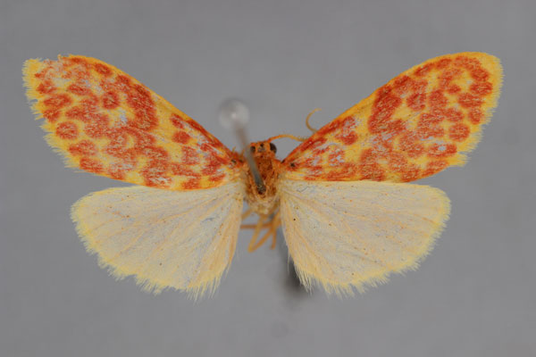 /filer/webapps/moths/media/images/P/pinkurata_Asura_HT_BMNH.jpg