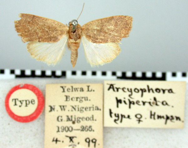 /filer/webapps/moths/media/images/P/piperita_Arcyophora_HT_BMNH.jpg