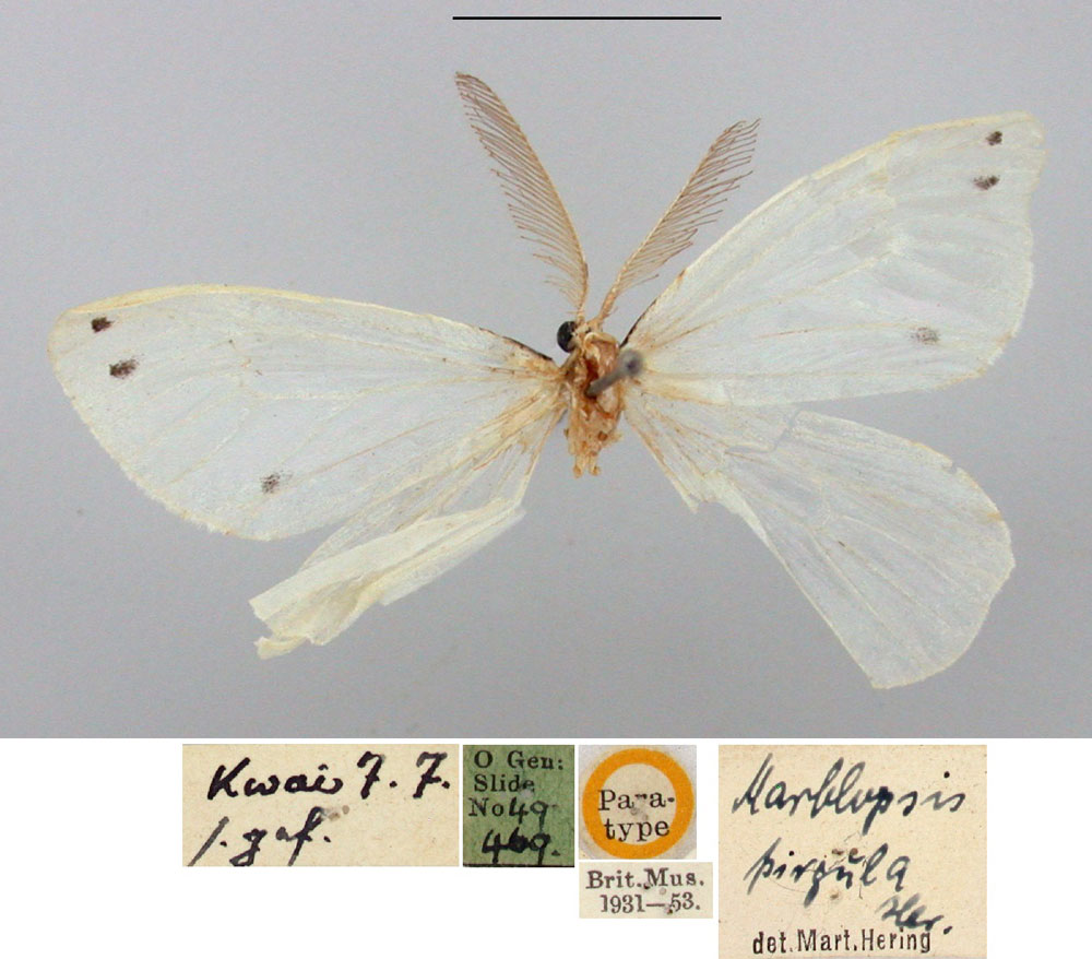 /filer/webapps/moths/media/images/P/pirgula_Marblepsis_PTM_BMNH.jpg