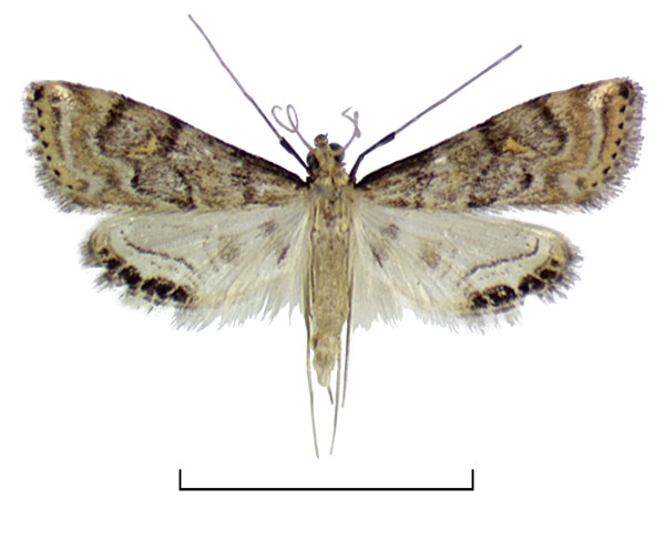 /filer/webapps/moths/media/images/P/piscatorum_Eoophyla_HT_BMNH.jpg