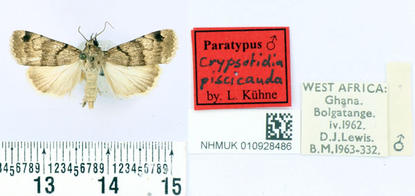 /filer/webapps/moths/media/images/P/piscicaudae_Crypsotidia_PT_BMNH.jpg