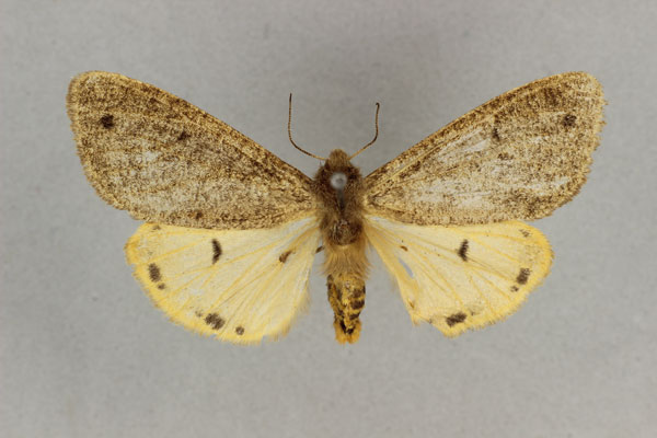 /filer/webapps/moths/media/images/P/pitmanni_Teracotona_HT_BMNH.jpg