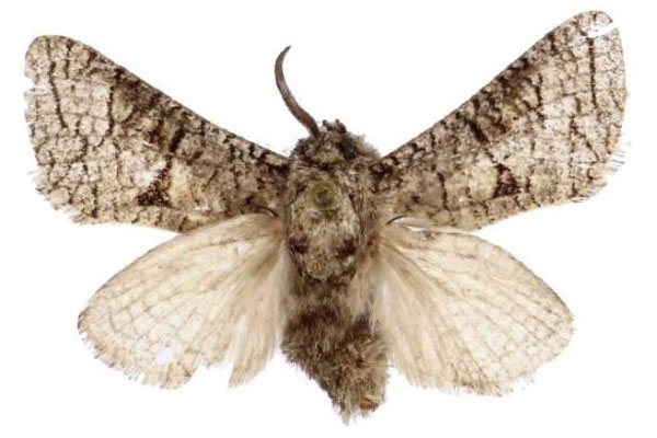 /filer/webapps/moths/media/images/P/pittawayi_Mirocossus_HT_BMNH.jpg