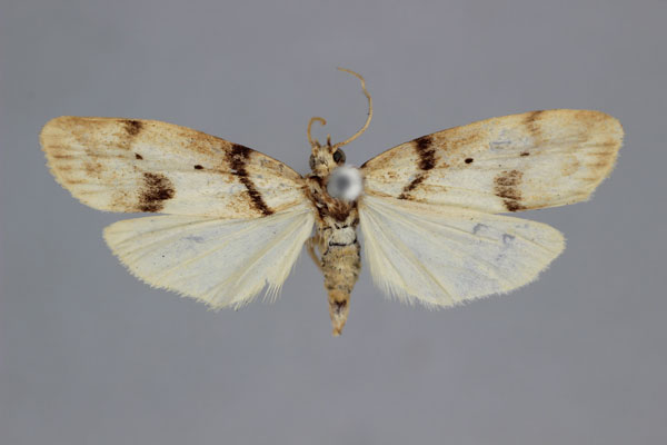 /filer/webapps/moths/media/images/P/placida_Exilisia_HT_BMNH.jpg