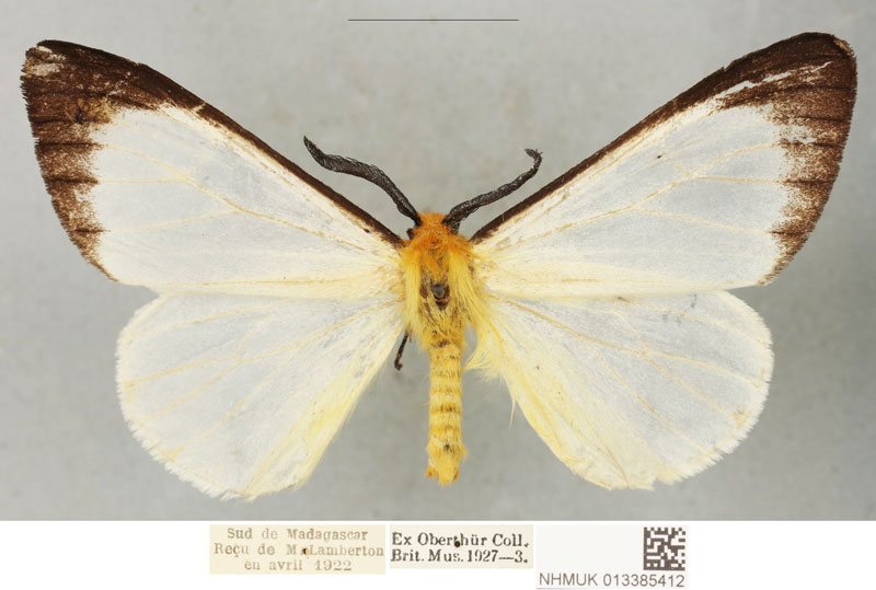 /filer/webapps/moths/media/images/P/placidus_Coenostegia_LT_BMNH.jpg