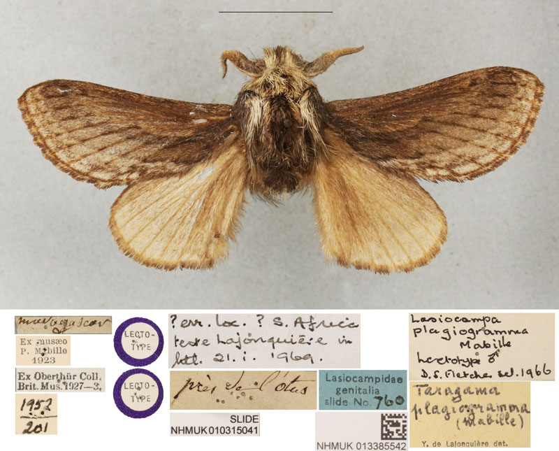 /filer/webapps/moths/media/images/P/plagiogramma_Lasiocampa_LT_BMNH.jpg