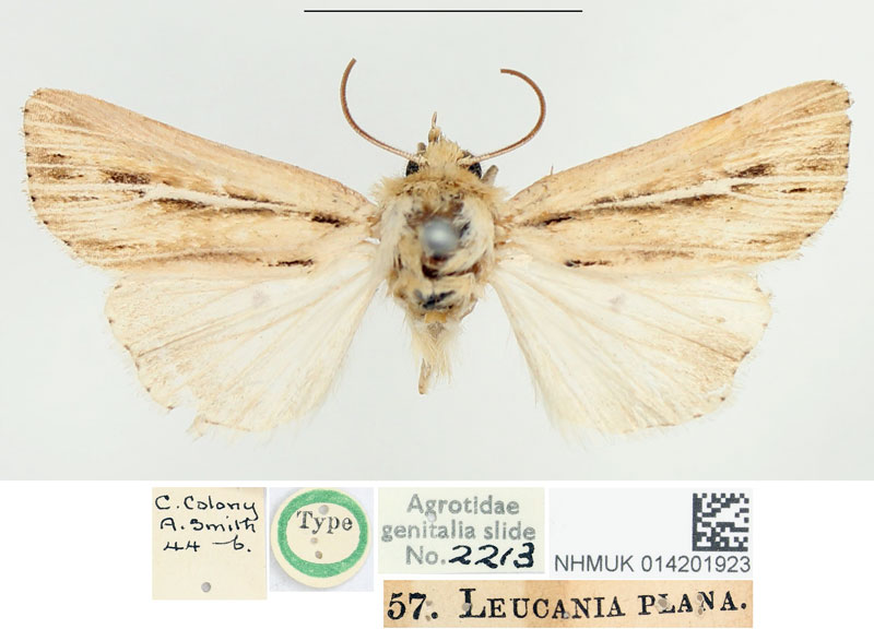 /filer/webapps/moths/media/images/P/plana_Leucania_HT_BMNH.jpg