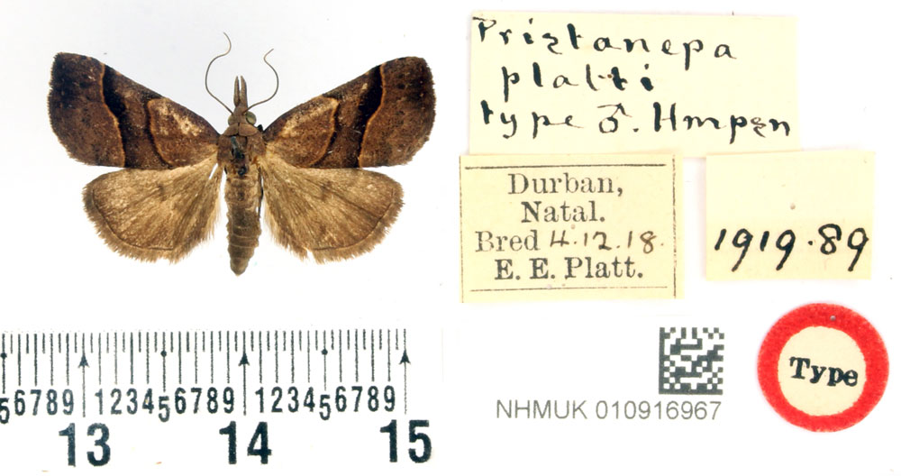 /filer/webapps/moths/media/images/P/platti_Pristanepa_HT_BMNH.jpg