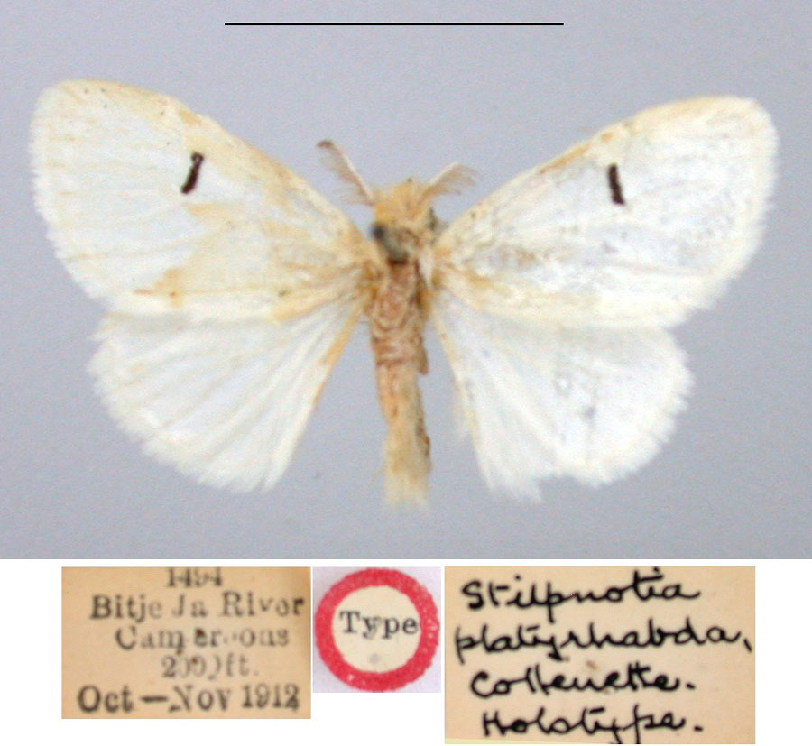 /filer/webapps/moths/media/images/P/platyrhabda_Stilpnotia_HT_BMNH.jpg
