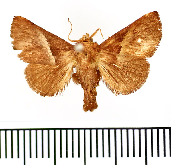 /filer/webapps/moths/media/images/P/plebeja_Anilina_AM_BMNH.jpg