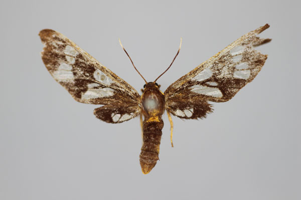 /filer/webapps/moths/media/images/P/pleurosticta_Eressa_HT_BMNH.jpg