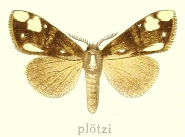 /filer/webapps/moths/media/images/P/ploetzi_Dasychira_HT_Hering_27c.jpg