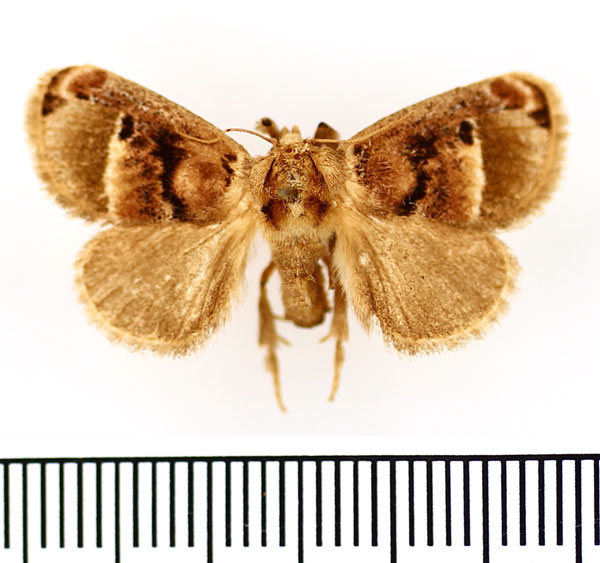 /filer/webapps/moths/media/images/P/ploetzi_Zinara_AF_BMNH.jpg
