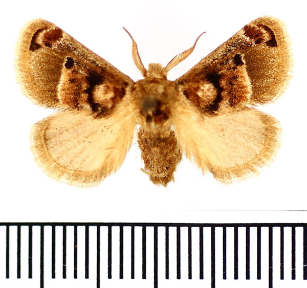 /filer/webapps/moths/media/images/P/ploetzi_Zinara_AM_BMNH.jpg