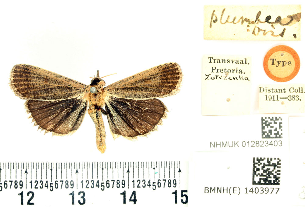 /filer/webapps/moths/media/images/P/plumbea_Toxocampa_HT_BMNH.jpg