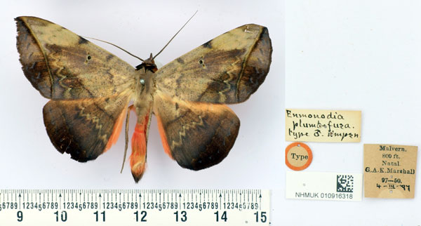/filer/webapps/moths/media/images/P/plumbefusa_Enmonodia_ST_BMNH.jpg